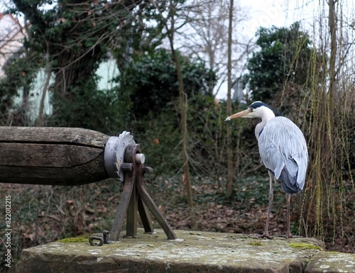 Gray heron (Ardea cinerea) in a serene park setting