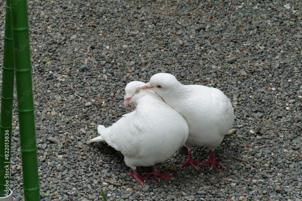 仲睦まじい白鳩のつがい