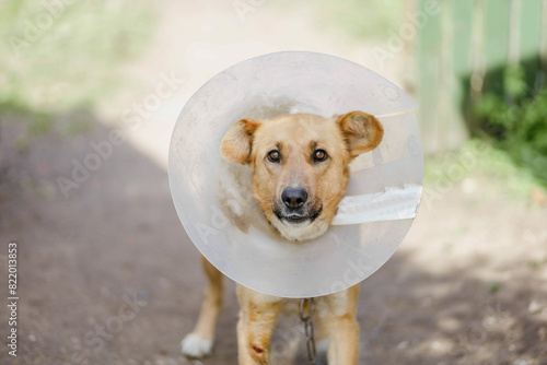 dog in a medical hood is sick on a chain on the street