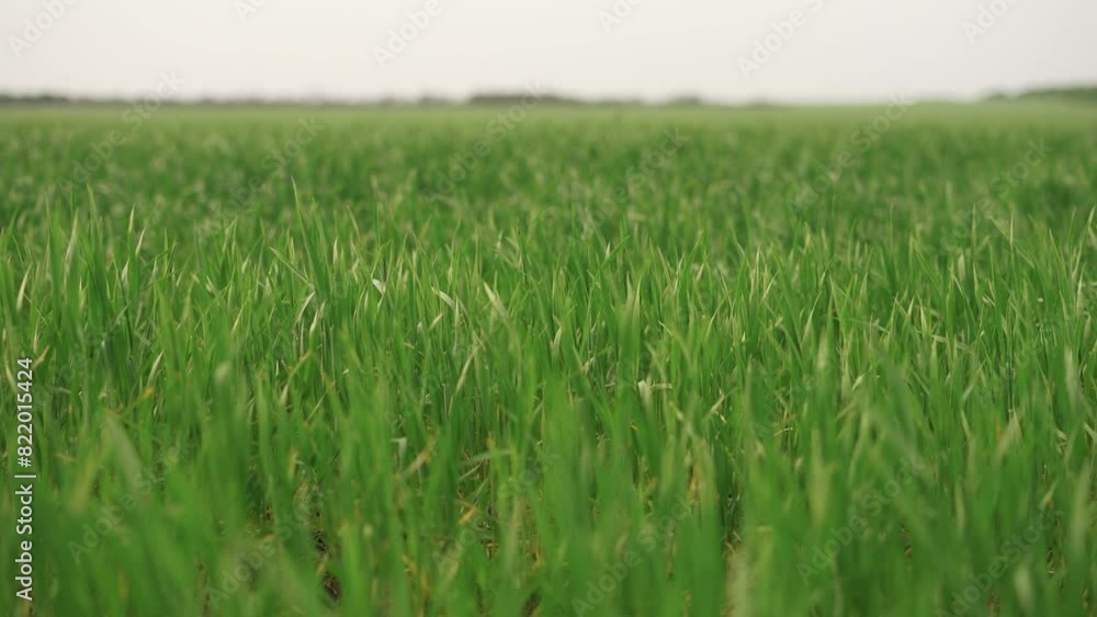 wide green field of wheat. nature wildlife plants and trees concept. beautiful green wheat sprouts on a large field close-up, growth and use of agricultural plants lifestyle wide green field of wheat. nature wildlife plants and trees concept. beautiful green wheat sprouts on a large field close-up, growth and use of agricultural plants lifestyle