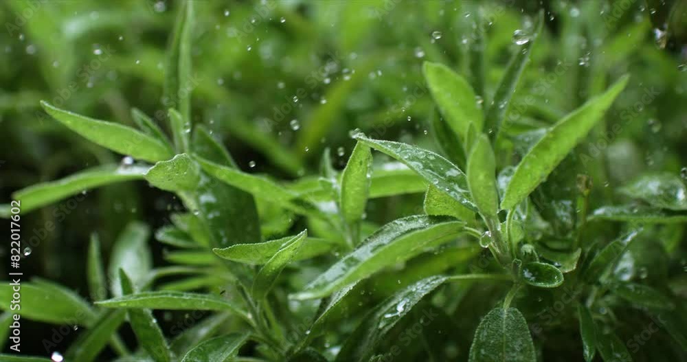 Super slow motion macro of splashing crystal clear pure water drops falling on green fresh organic sage herb plant while it's raining in garden filmed on High Speed Cinema Camera at 1000fps. Super slow motion macro of splashing crystal clear pure water drops falling on green fresh organic sage herb plant while it's raining in garden filmed on High Speed Cinema Camera at 1000fps.