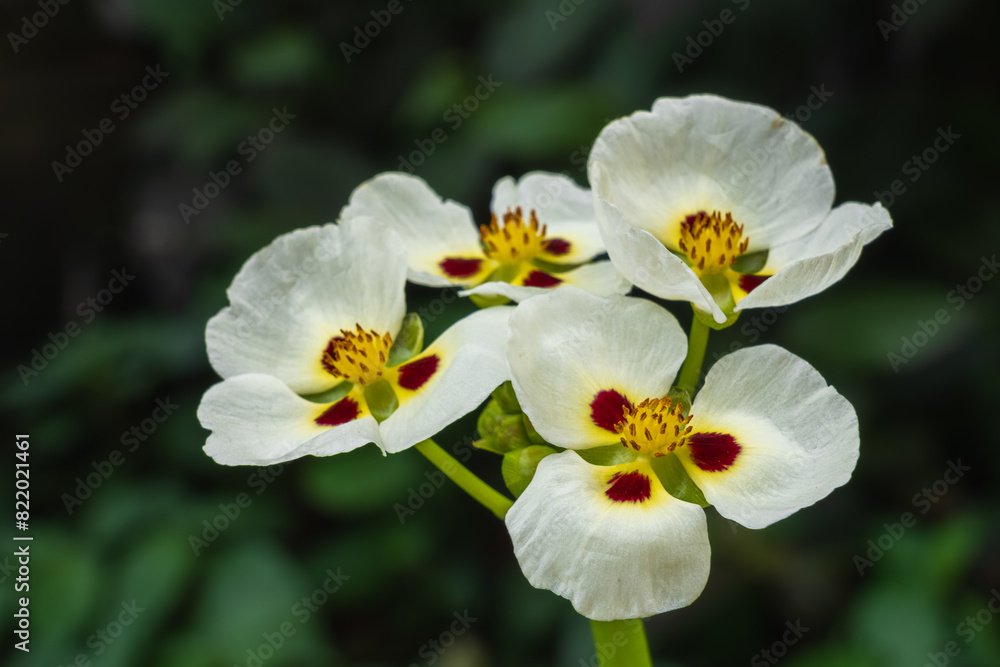 Closeup view of white, yellow and red brown flowers of aquatic plant sagittaria montevidensis aka giant arrowhead or California arrowhead blooming outdoors on natural background Closeup view of white, yellow and red brown flowers of aquatic plant sagittaria montevidensis aka giant arrowhead or California arrowhead blooming outdoors on natural background