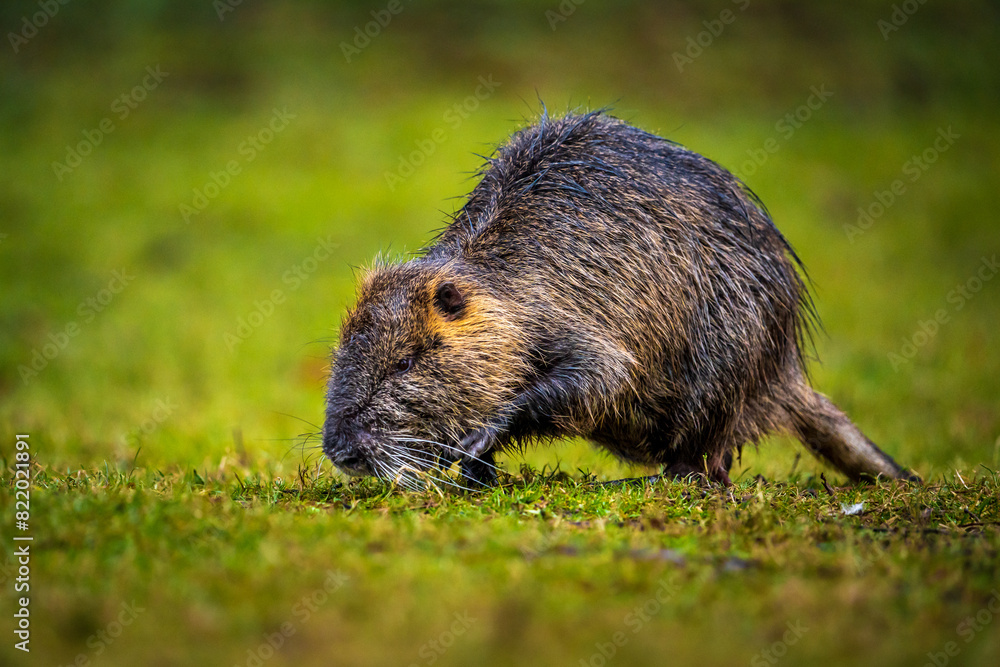 Nutria walks on the grass Nutria walks on the grass