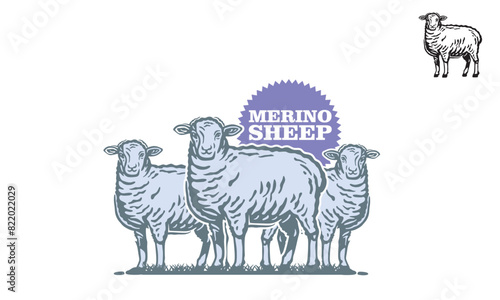 GREAT MERINO SHEEPS LOGO, silhouette of healthy ram standing vector illustrations