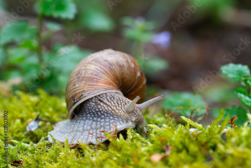 Snail closeup. Burgundy snail (Helix, Roman snail, edible snail, escargot) on a surface with moss. Helix promatia.  photo