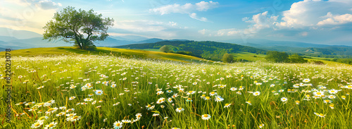 Beautiful Landscape: Summer Daisies in the Grass, Daisy Field in Bloom