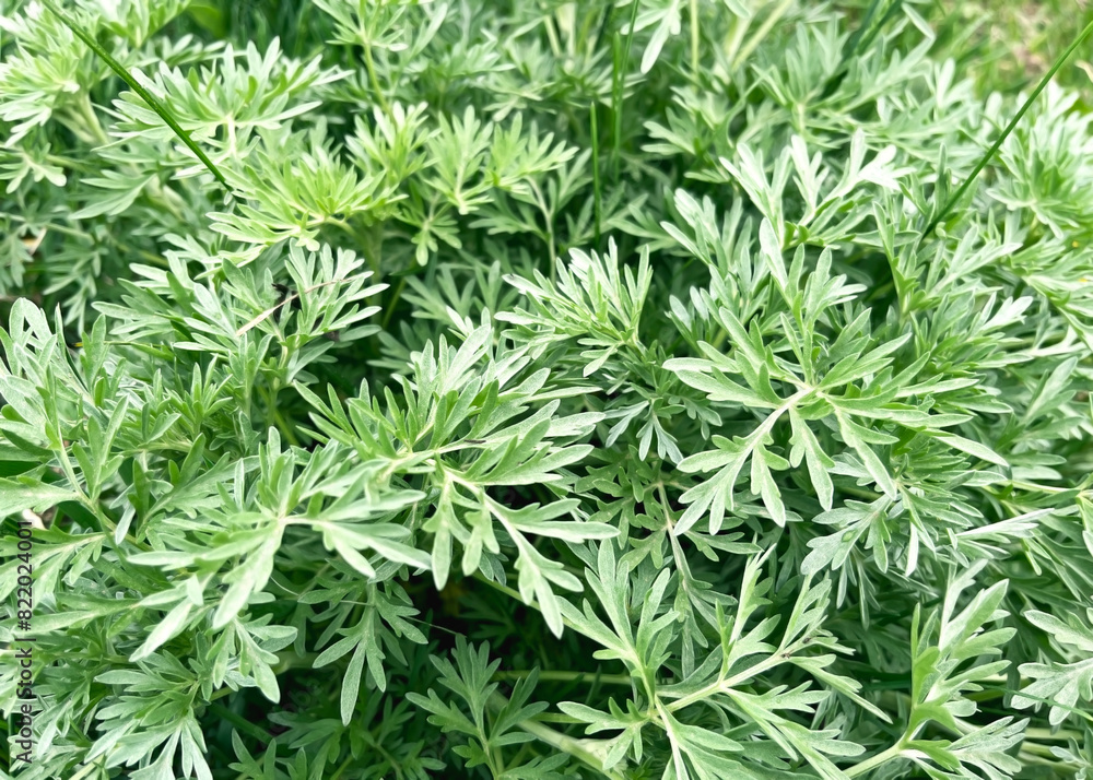 Wormwood bush grows on a lawn Wormwood bush grows on a lawn