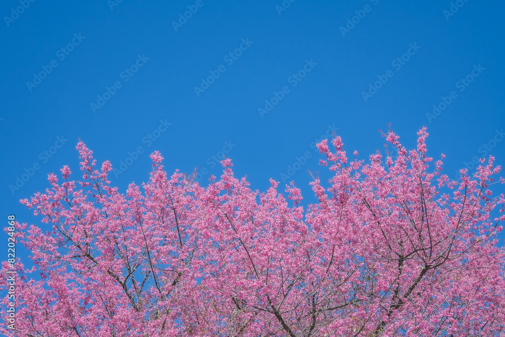 Beautiful cherry blossom with blue sky a sunny day, Chiang Mai, Thailand, soft focus Beautiful cherry blossom with blue sky a sunny day, Chiang Mai, Thailand, soft focus
