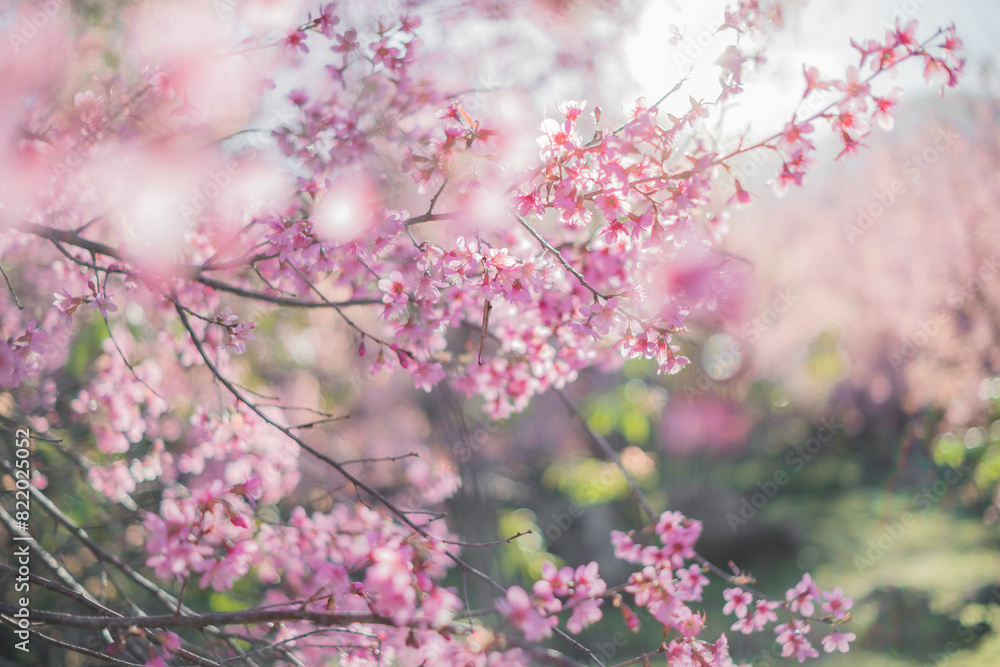 Beautiful cherry blossom with blue sky a sunny day, Chiang Mai, Thailand, soft focus Beautiful cherry blossom with blue sky a sunny day, Chiang Mai, Thailand, soft focus