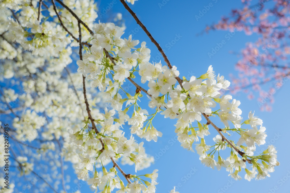 Beautiful cherry blossom with blue sky a sunny day, Chiang Mai, Thailand, soft focus Beautiful cherry blossom with blue sky a sunny day, Chiang Mai, Thailand, soft focus
