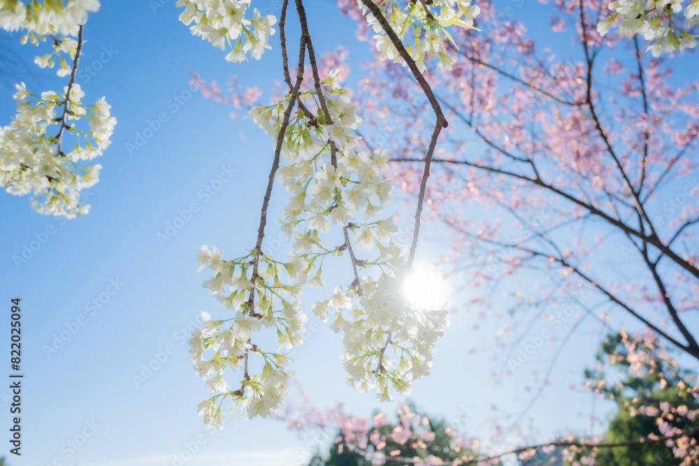Beautiful cherry blossom with blue sky a sunny day, Chiang Mai, Thailand, soft focus Beautiful cherry blossom with blue sky a sunny day, Chiang Mai, Thailand, soft focus