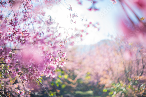 Beautiful cherry blossom with blue sky a sunny day, Chiang Mai, Thailand, soft focus