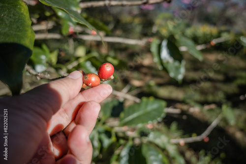 Coffee picker red seed on hand, soft focus