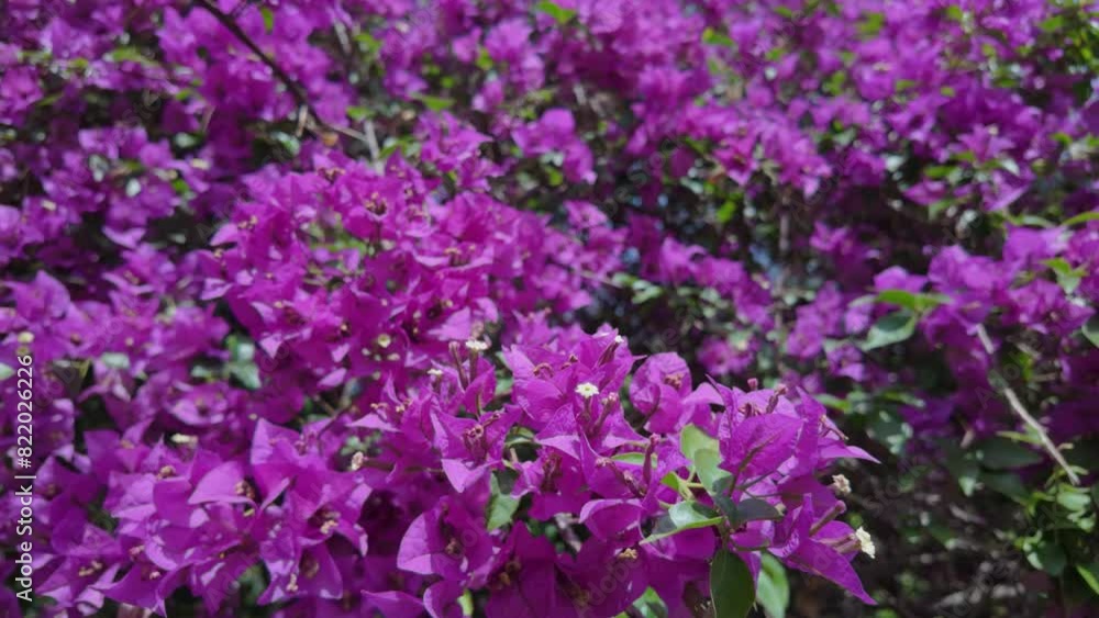 beautiful purple flowers in the garden beautiful purple flowers in the garden