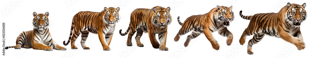 Tiger wild animal png element set on transparent background Tiger wild animal png element set on transparent background