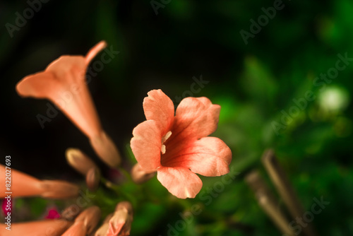 maturing into a shiny dark green. Campsis radicans are ovate to broadly lanceolate and the edges Campsis,Campsis radicans have no floral scent. photo