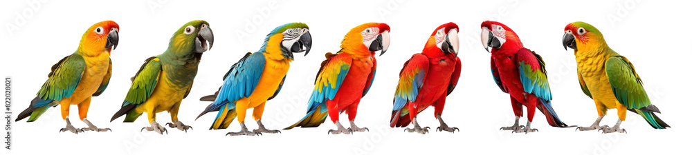 Parrots isolated png element set on transparent background Parrots isolated png element set on transparent background
