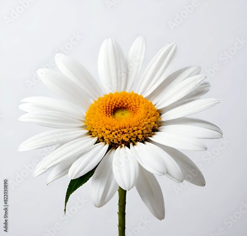 daisy on white  isolated  chamomile  summer  spring  camomile  plant  yellow  beauty  macro  blossom  petal  bloom  floral  flora  closeup  single  garden  marguerite