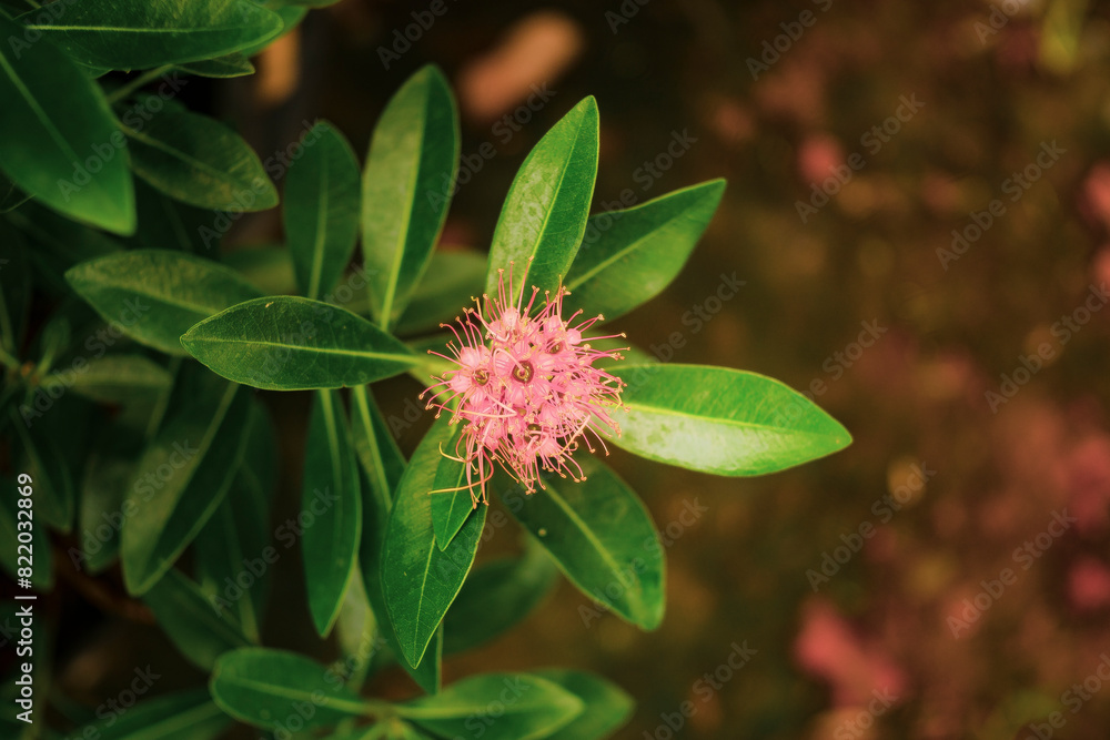 Xanthostemon youngii grow alternately with a length of 8 - 12 cm, a width of 3 - 5 cm, on a smooth surface.The Xanthostemon youngii has the ability to grow strongly with stems, branches, leaves and fl Xanthostemon youngii grow alternately with a length of 8 - 12 cm, a width of 3 - 5 cm, on a smooth surface.The Xanthostemon youngii has the ability to grow strongly with stems, branches, leaves and fl