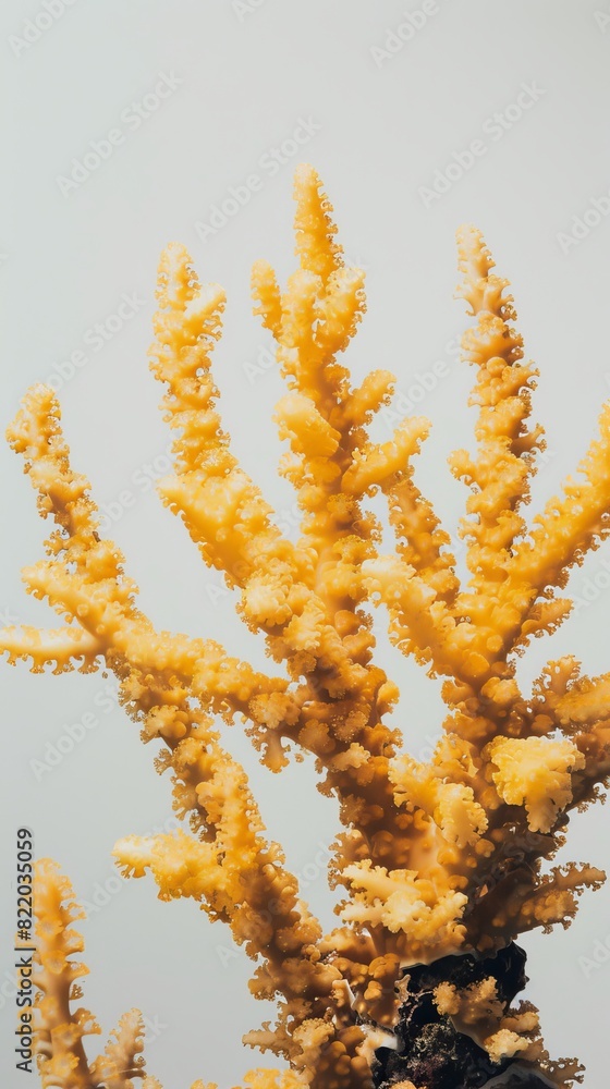 Obraz premium yellow sea corals.