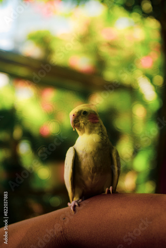 their first moulting. Nymphicus hollandicus display horizontal yellow stripes or bars on the ventral surface of their tail feathers, yellow spots on the ventral photo