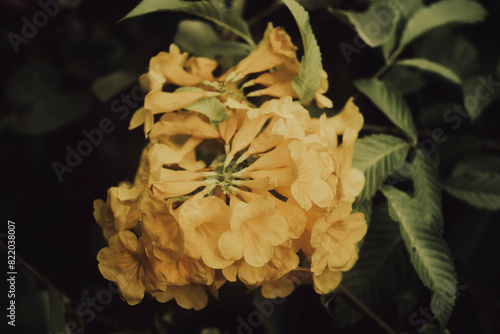 spots, villa grounds, and other public spaces, the Tecoma stans is also grown in pots as ornamental plants.Yellow Elder aka Yellow Bells, Esperanza, or Yellow Trumpetbush, Tecoma stans is an attractiv photo