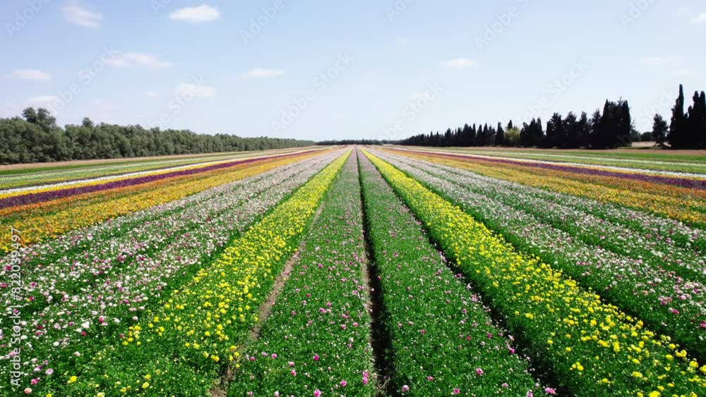 Field aerial video of Ranunculus in Kibbutz Nir Yitzhak Field aerial video of Ranunculus in Kibbutz Nir Yitzhak