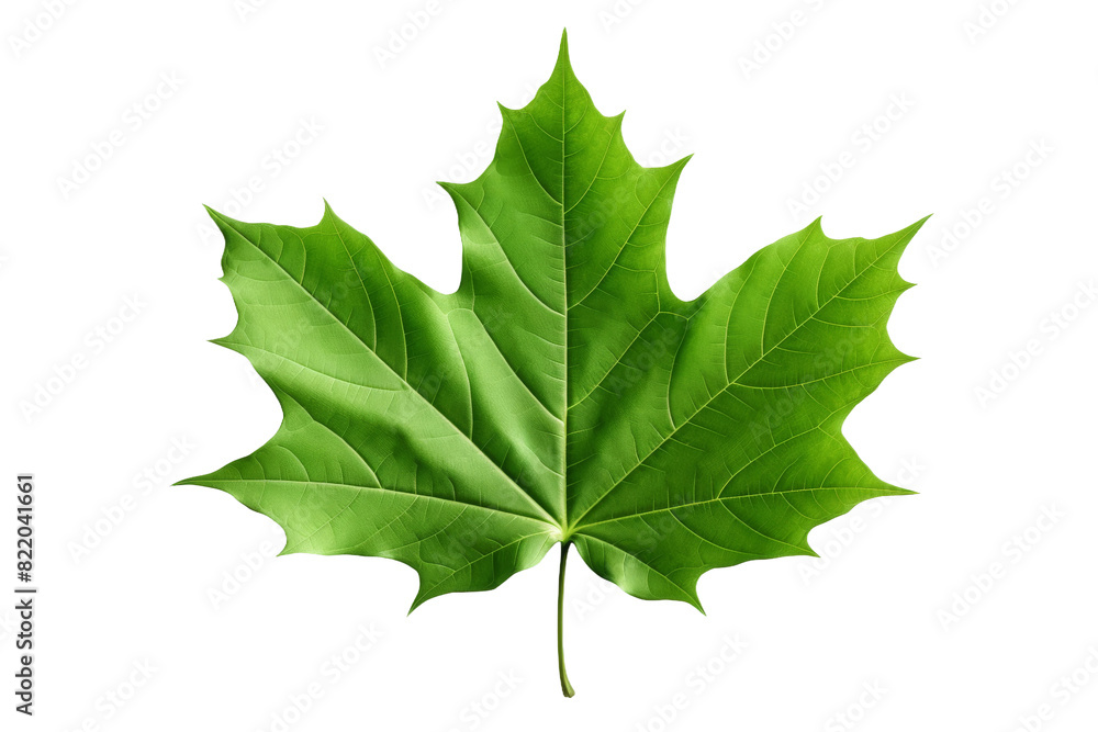 Fototapeta premium The Whimsical Dance of a Green Leaf on a Clear PNG or White Background.