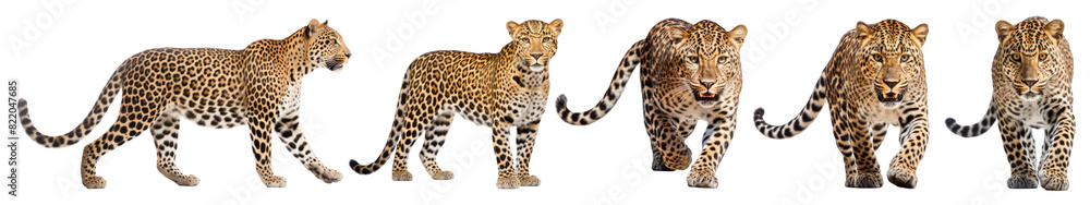 Fototapeta premium Leopard walking wildlife animal png on transparent background