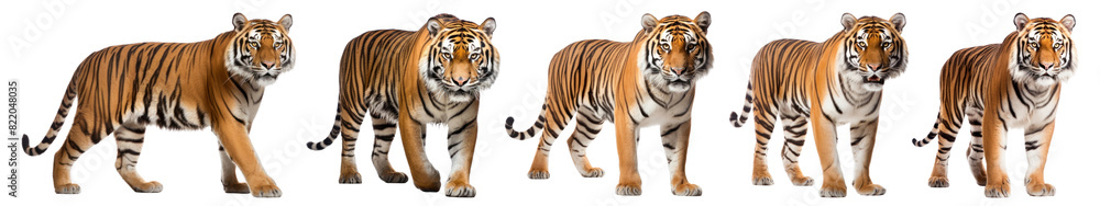 Tiger walking wildlife animal png on transparent background Tiger walking wildlife animal png on transparent background