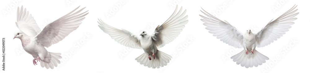 Obraz premium Dove Flying png on transparent background