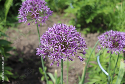 Beautiful purple flowers of allium aflatunense on a bright sunny day in the organic garden. Allium aflatunense is a species of plant in the Amaryllis family.