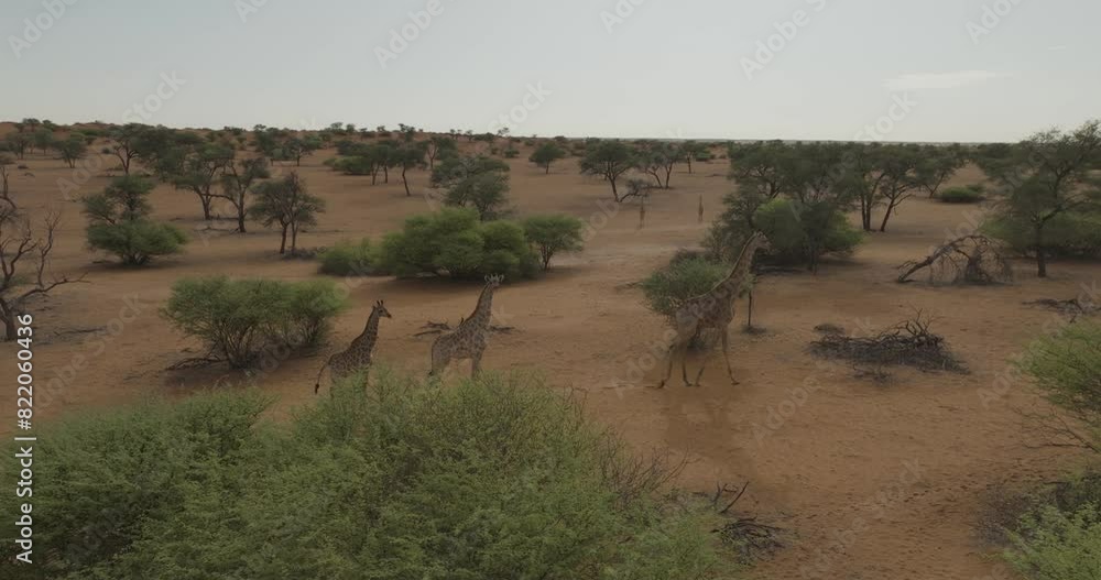 Aerial view of Intu Kalahari desert with giraffe, Hardap, Namibia. Aerial view of Intu Kalahari desert with giraffe, Hardap, Namibia.