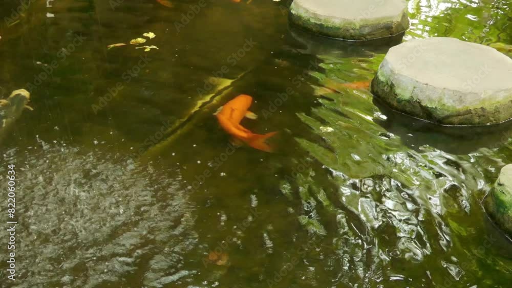 Koi are form of Amur carp (Cyprinus rubrofuscus) Koi are form of Amur carp (Cyprinus rubrofuscus)