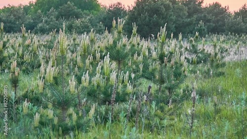 Pinus pinaster, maritime pine or cluster pine, is pine native to Mediterranean region. It is hard, fast growing pine containing small seeds with large wings. photo