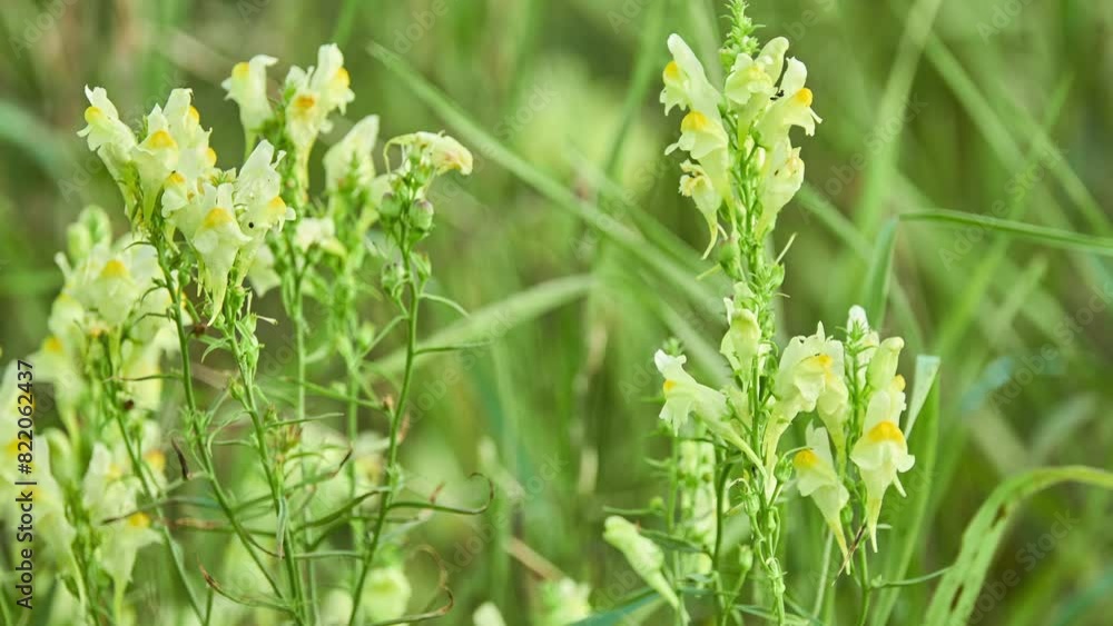 Linaria vulgaris, common or yellow toadflax or butter-and-eggs, is species of toadflax (Linaria), native to Europe, Siberia and Asia. It has also been introduced and is now common in North America. Linaria vulgaris, common or yellow toadflax or butter-and-eggs, is species of toadflax (Linaria), native to Europe, Siberia and Asia. It has also been introduced and is now common in North America.