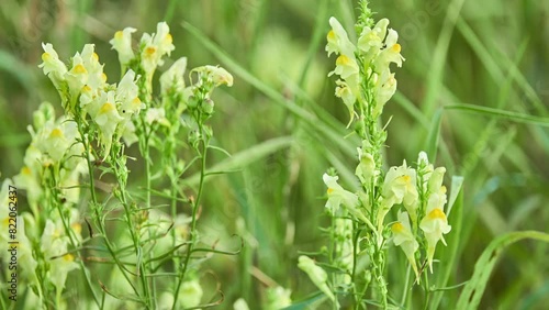 Linaria vulgaris, common or yellow toadflax or butter-and-eggs, is species of toadflax (Linaria), native to Europe, Siberia and Asia. It has also been introduced and is now common in North America. photo