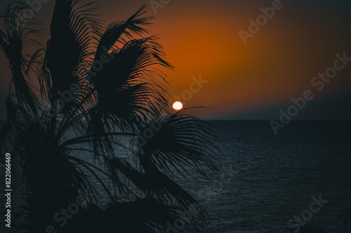 Palm tree halo against sunset on the Red Sea horizon.