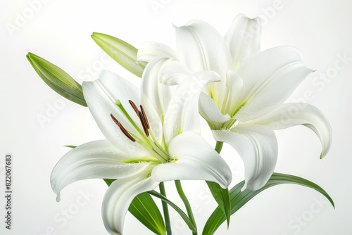 Realistic photograph of a complete Lilies,solid stark white background, focused lighting