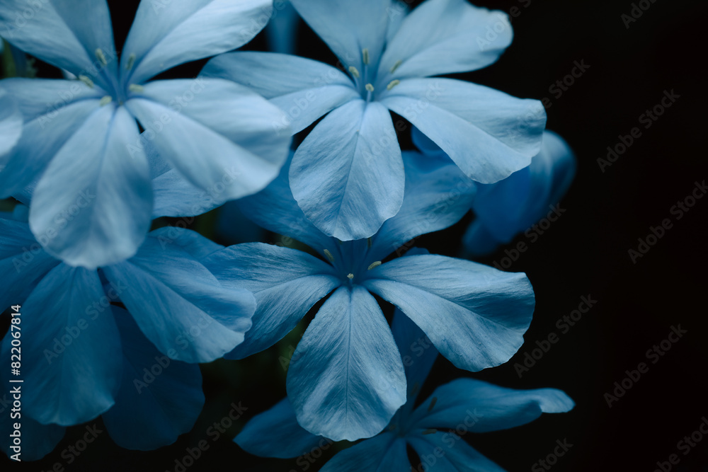 Blue plumagos on black background with altered color Blue plumagos on black background with altered color