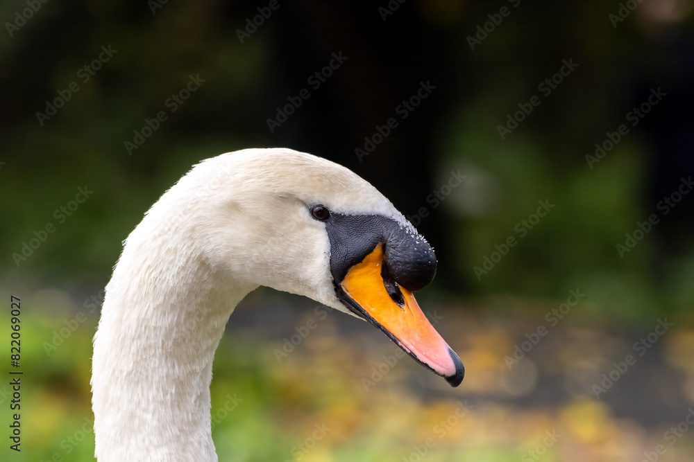 the head of a goose with an orange beak and a black and white neck the head of a goose with an orange beak and a black and white neck