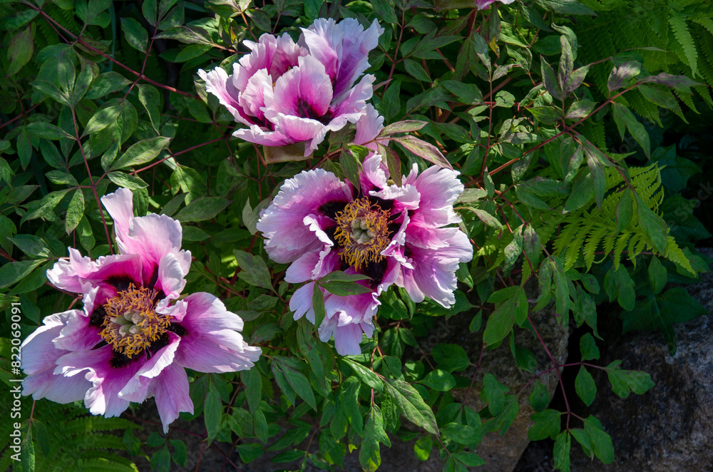 pink flowers in the garden pink flowers in the garden