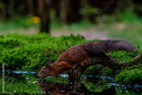 Eurasian red squirrel (Sciurus vulgaris) searching for food in the forest in the Netherlands.