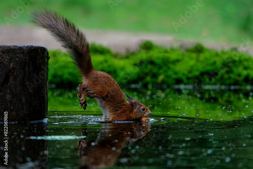 Eurasian red squirrel (Sciurus vulgaris) searching for food in the forest in the Netherlands.