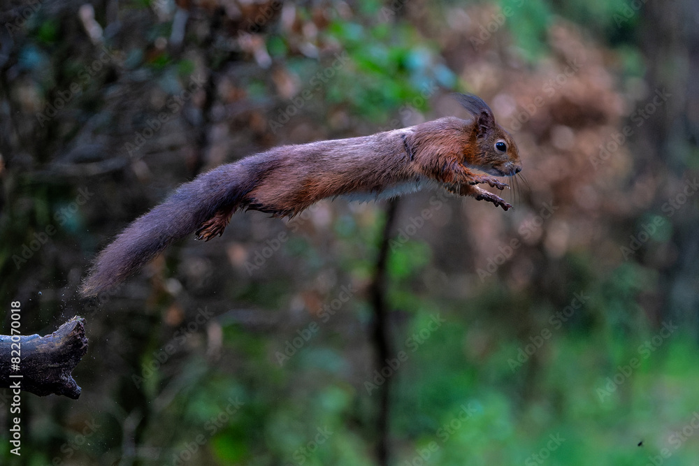 Eurasian red squirrel (Sciurus vulgaris) jumping in the forest of Noord Brabant in the Netherlands. Eurasian red squirrel (Sciurus vulgaris) jumping in the forest of Noord Brabant in the Netherlands.