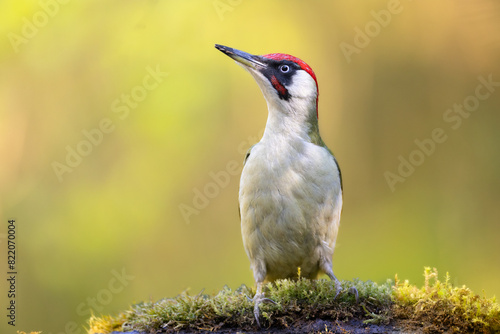 Bird - Green woodpecker Picus viridis on forest pond, bird drinking water, wildlife Poland Europe