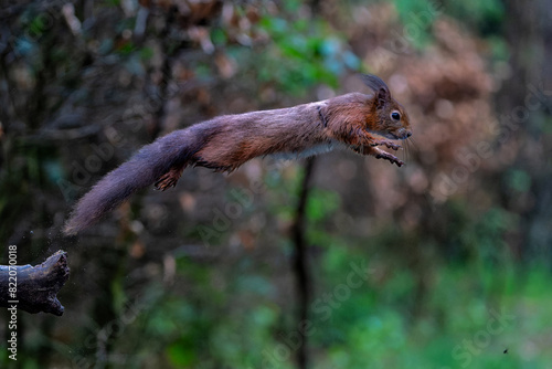 Eurasian red squirrel  Sciurus vulgaris  jumping in the forest of Noord Brabant in the Netherlands. 
