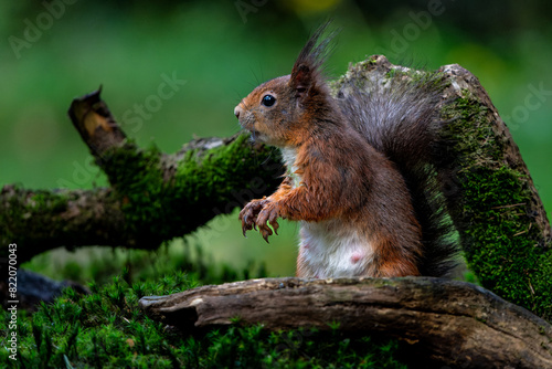 Eurasian red squirrel (Sciurus vulgaris) searching for food in the forest in the Netherlands.   