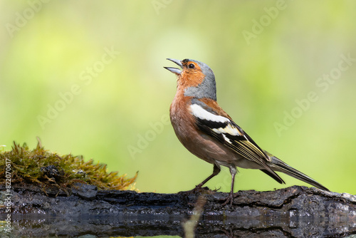 Obraz na płótnie Bird male chaffinch Fringilla coelebs perching on forest puddle, spring time w salonie