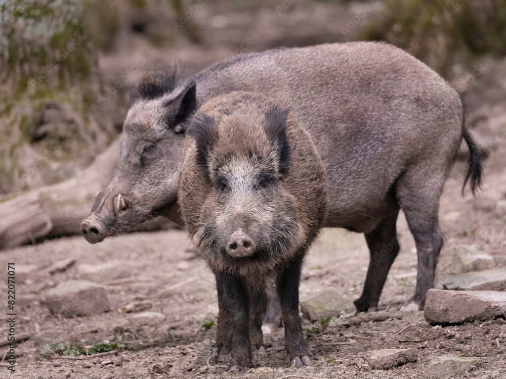 Wildschwein in freier Natur im Fruehling . Wildschwein in freier Natur im Fruehling .